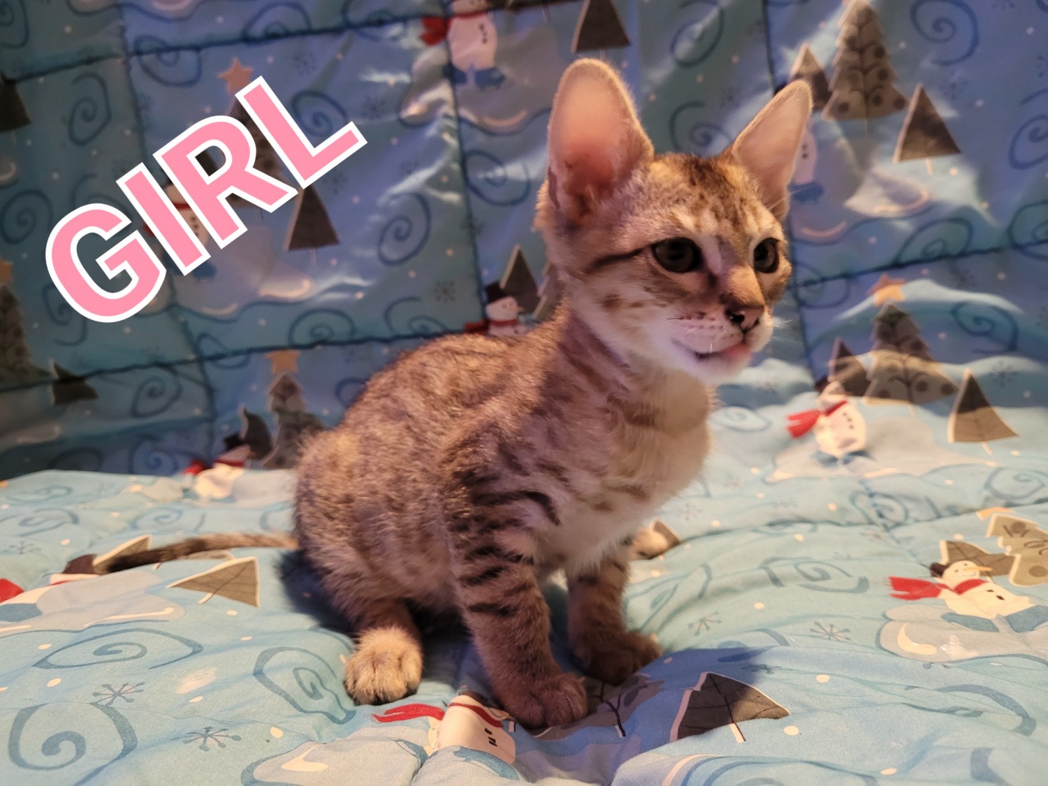 Savannah Cats For Sale Minneapolis, MN 392802 Petzlover