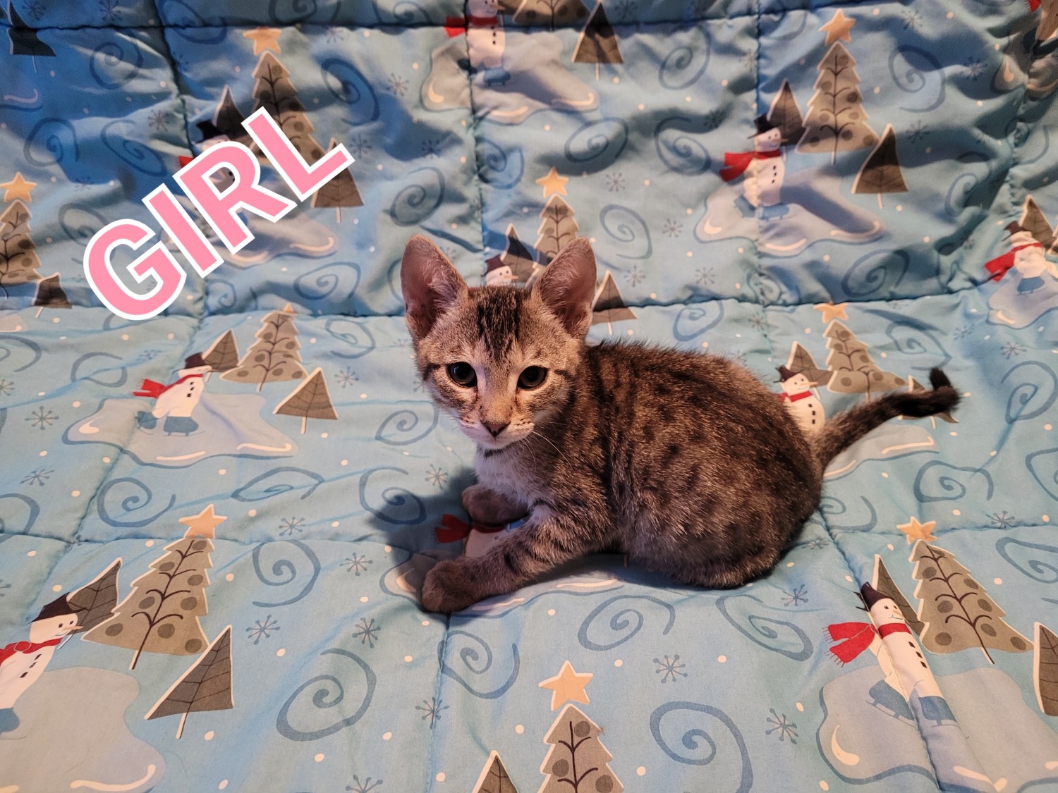 Savannah Cats For Sale Minneapolis, MN 392802 Petzlover