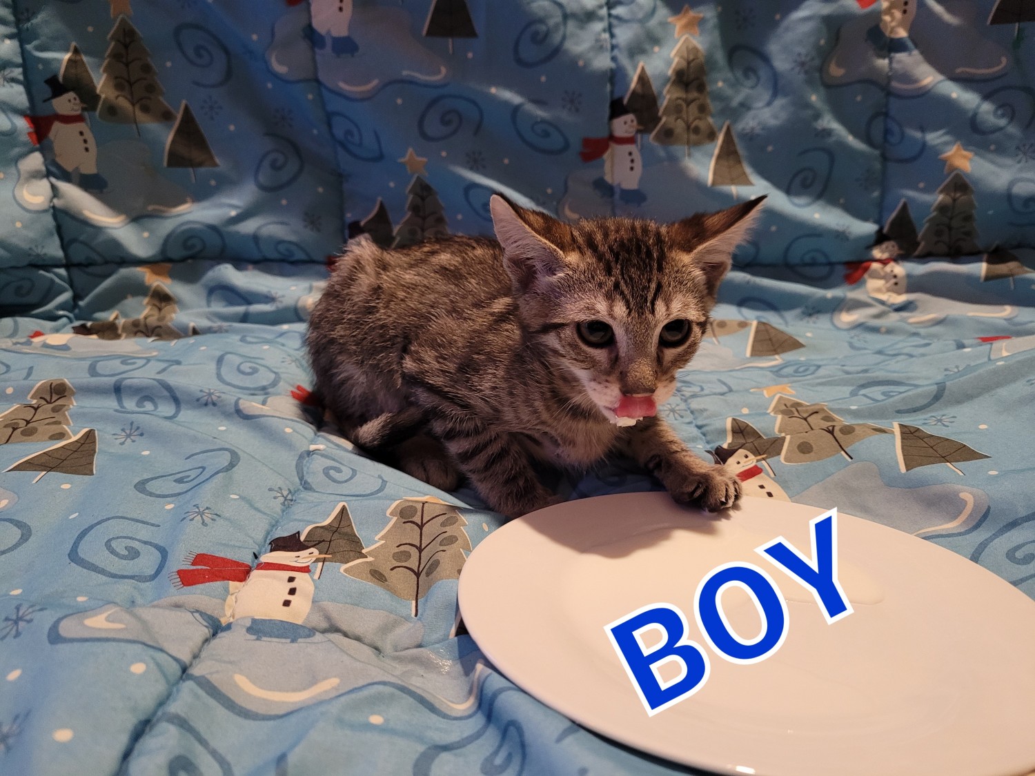 Savannah Cats For Sale Minneapolis, MN 392802 Petzlover