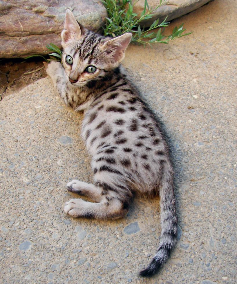 Savannah Cats For Sale Sacramento, CA 73328 Petzlover
