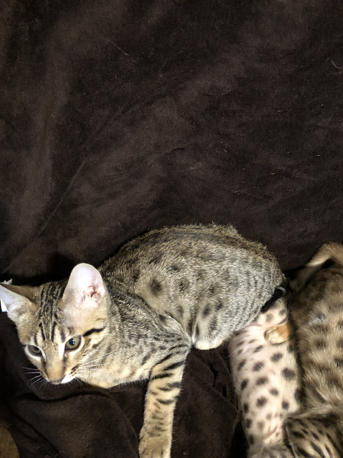 Savannah Cats For Sale Vine Grove, KY 289381 Petzlover