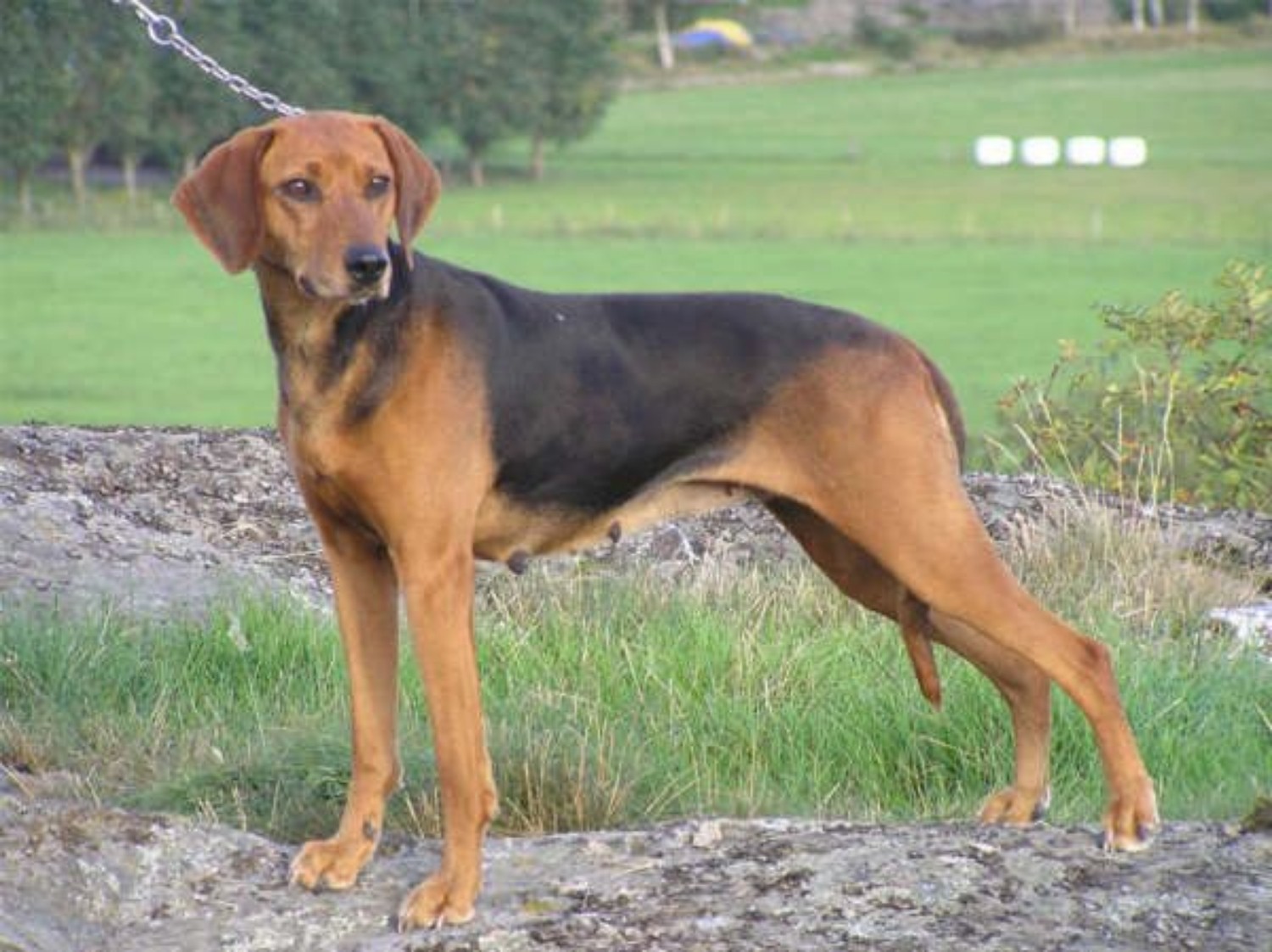 Schillerstovare Dog Breed Information Images Characteristics Health