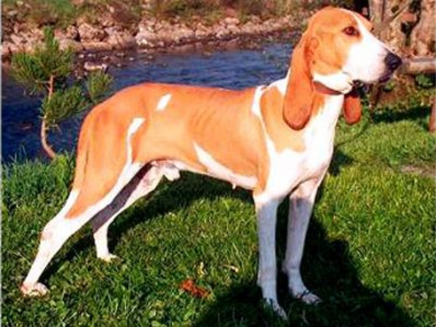 Schweizer Laufhund Dog Breed Information Images Characteristics Health