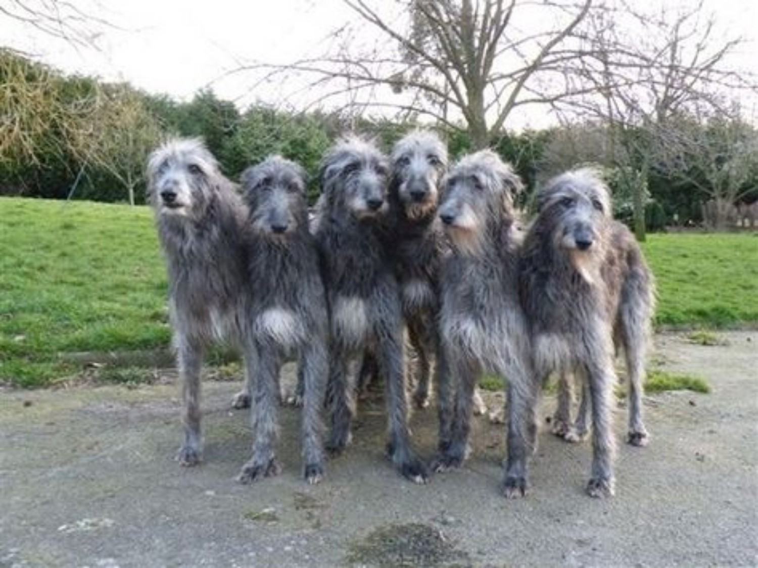 deerhound cross puppies for sale