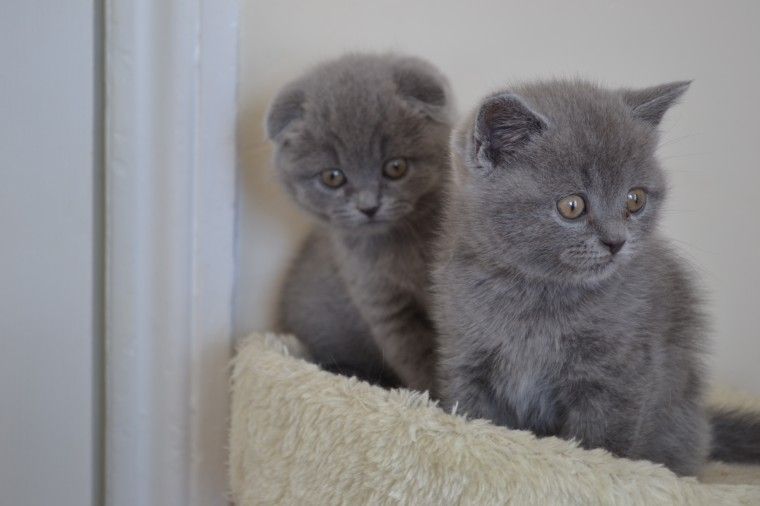 Scottish Fold Cats For Sale Cincinnati, OH 216914