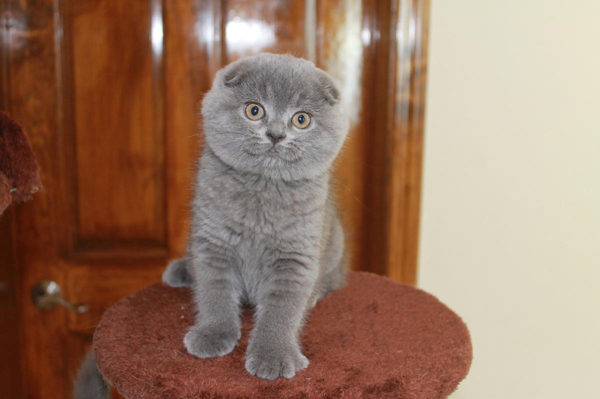 Scottish Fold Cats For Sale | Columbus, OH #245369