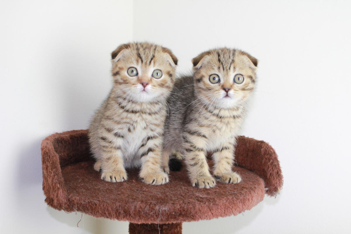 Scottish Fold Cats For Sale Madison, WI 263097