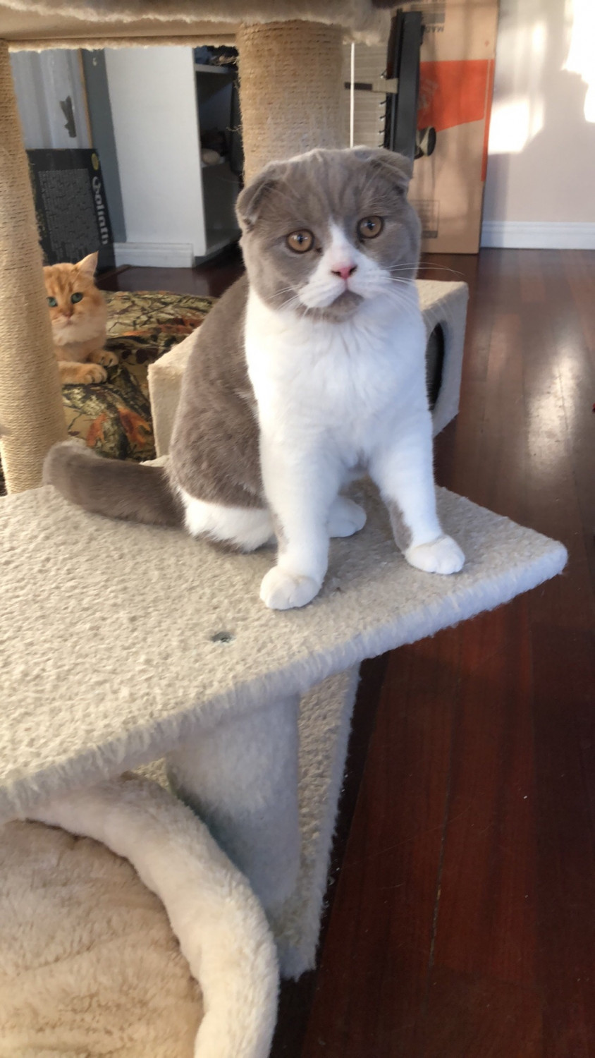 Scottish Fold Cats For Sale North Hollywood, CA 284017