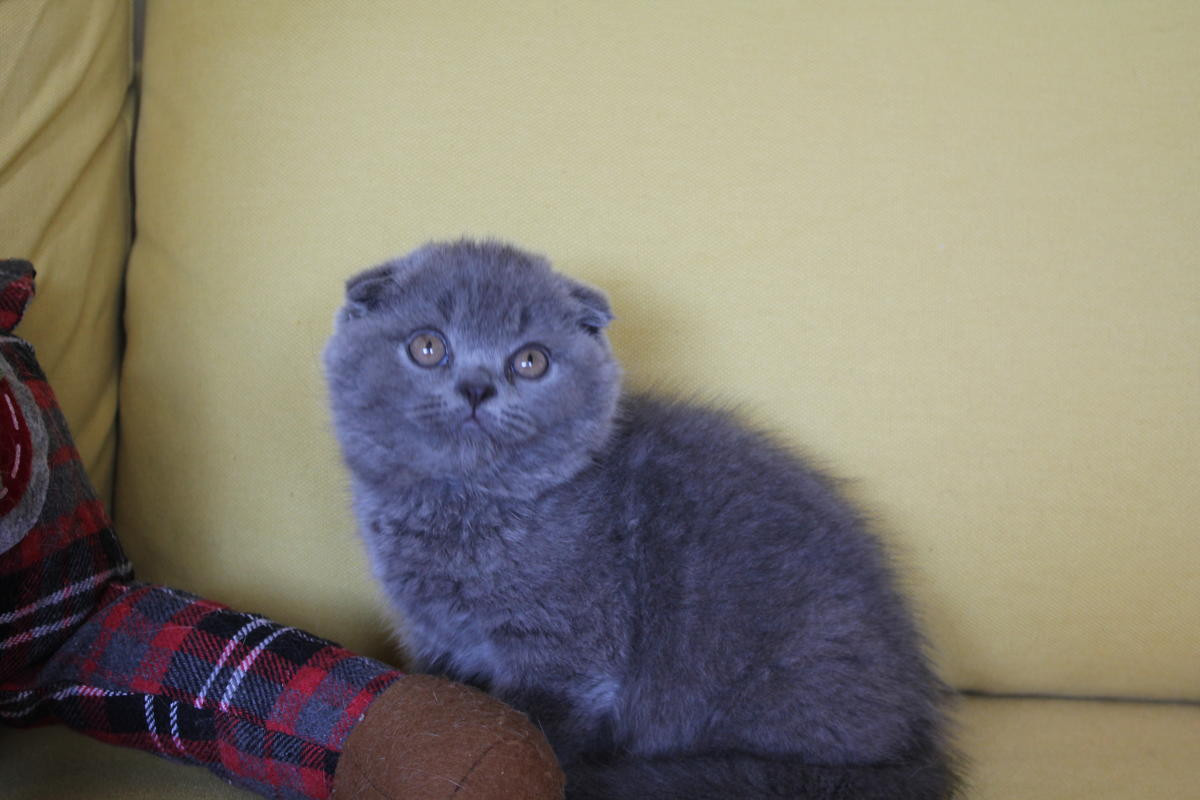 Scottish Fold Cats For Sale Cleveland, OH 288416
