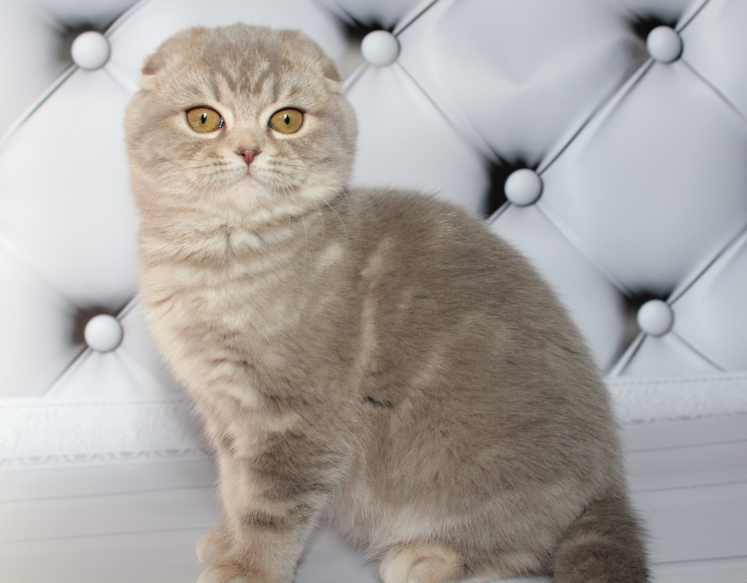 Scottish Fold Cats For Sale Bayville, NJ 291752