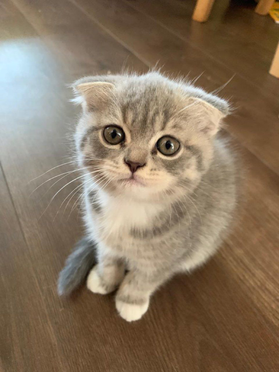 Scottish Fold Cats For Sale Minneapolis, MN 296560