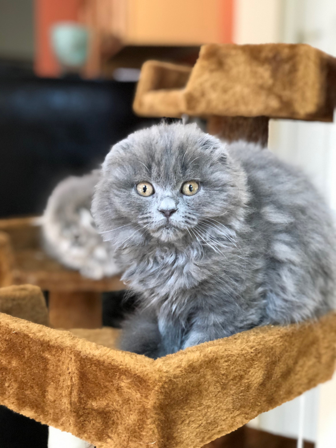60 HQ Pictures Scottish Fold Cat For Sale : Scottish Fold X kittens for sale | Coventry, West Midlands ...