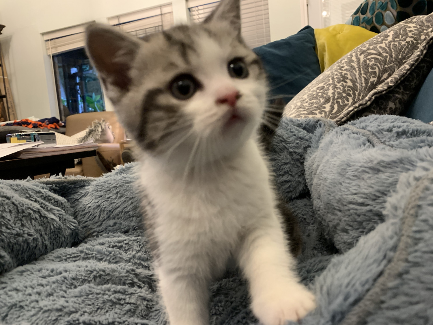 Scottish Fold Cats For Sale Houston, TX 298609