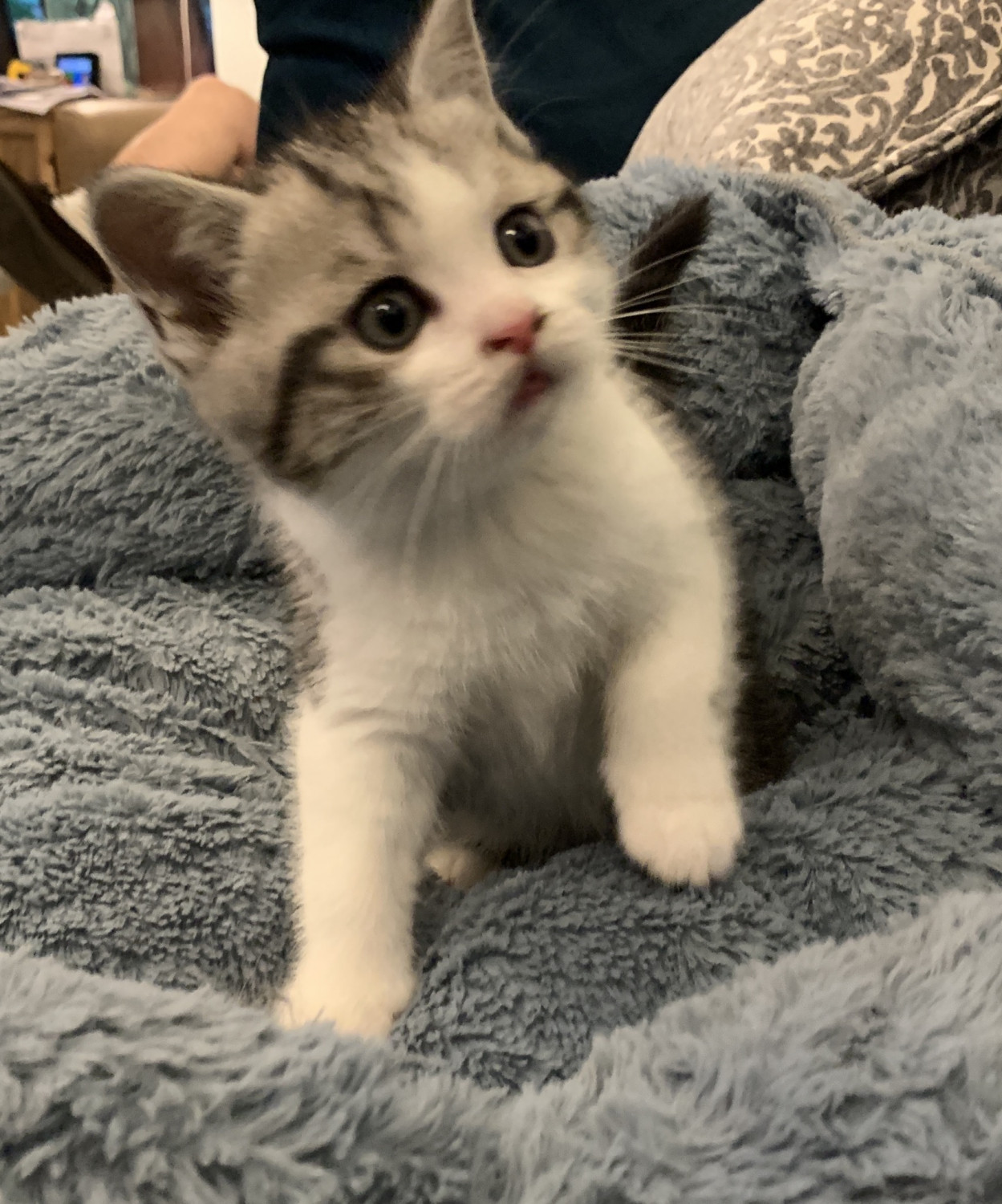 Scottish Fold Cats For Sale Houston, TX 298609