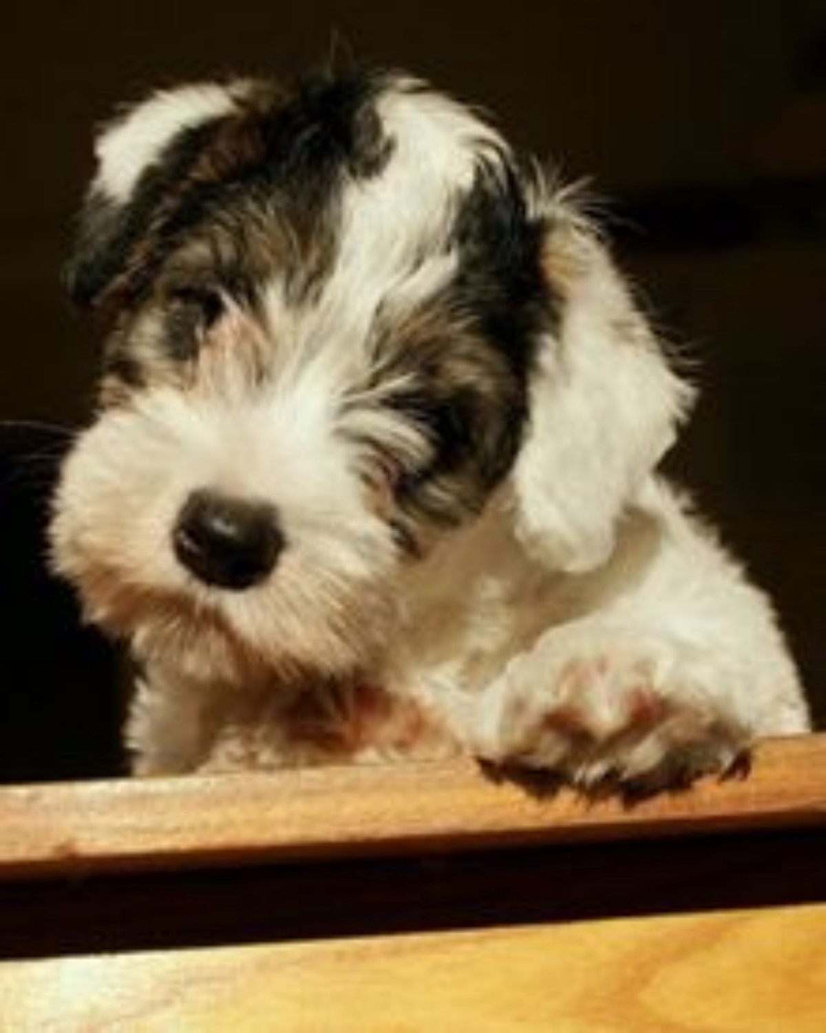 Sealyham Terrier Vs Miniature Schnauzer Breed Comparison
