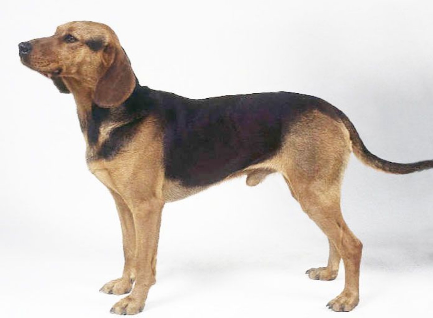 Serbian Hound Vs Beagle Breed Comparison Mydogbreeds
