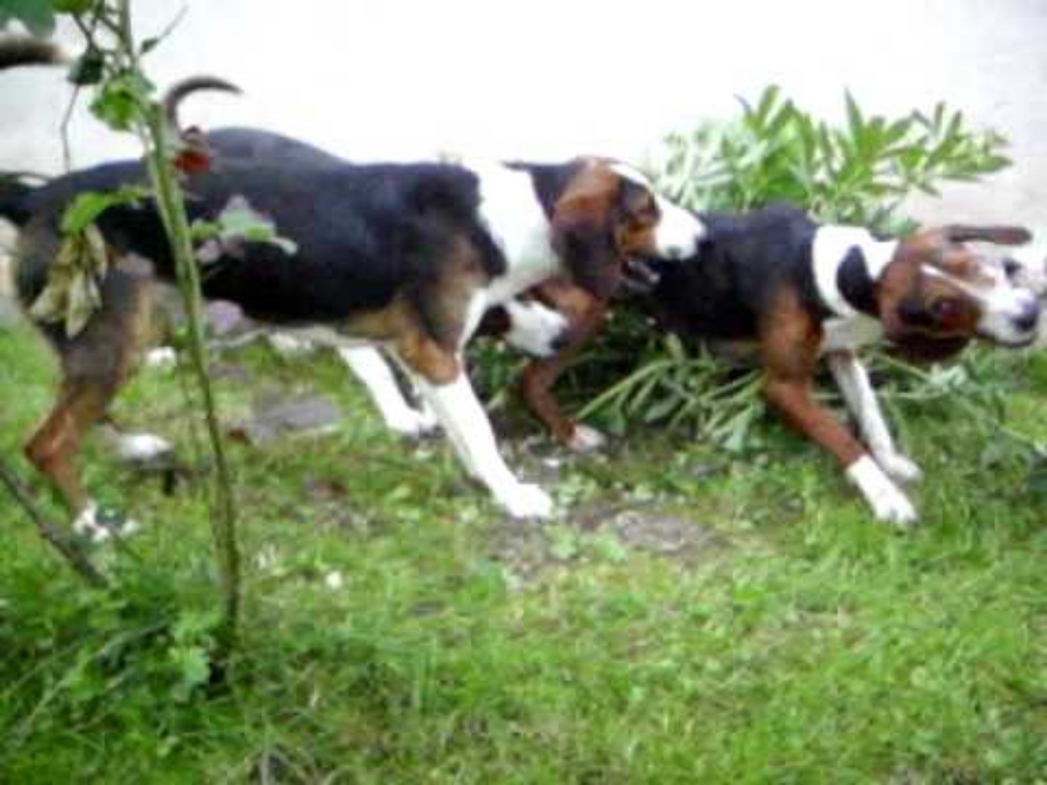 Serbian Tricolour Hound Dog Breed Information Images Characteristics Health