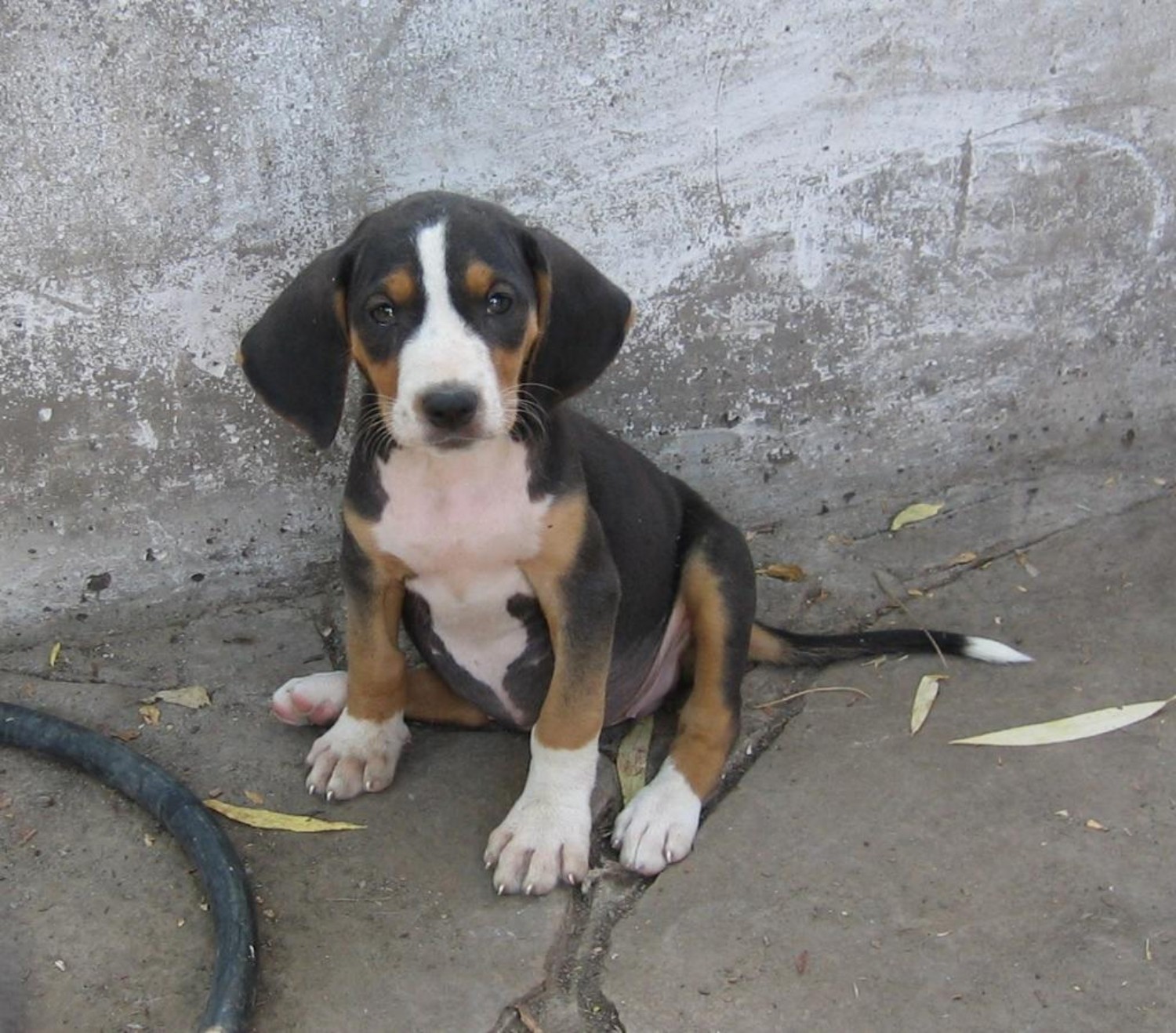 Serbian Tricolour Hound Dog Breed Information Images Characteristics Health