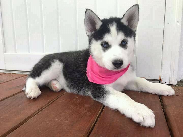 Shepherd Husky Puppies For Sale New York, NY 292206