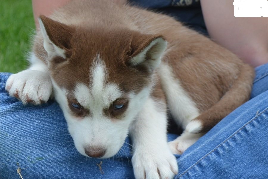 ひどい Siberian Husky Puppies For Sale In Colorado さととめ