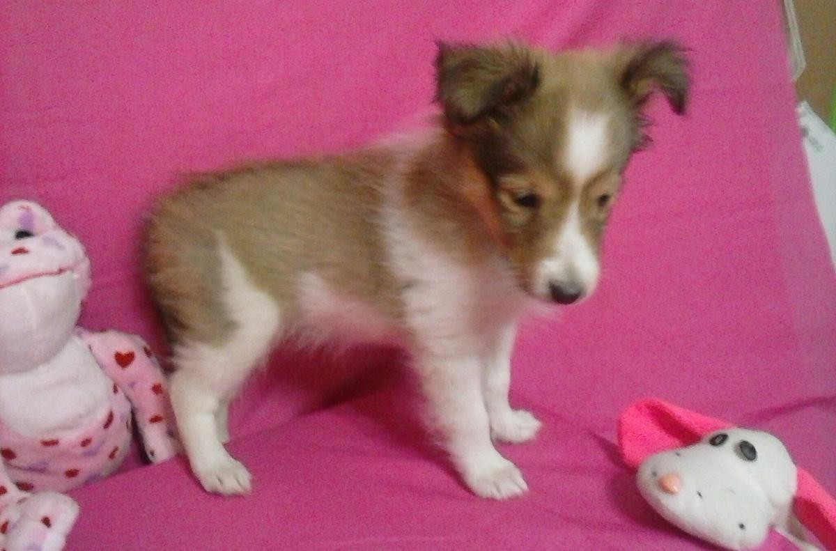 Shetland Sheepdog Puppies For Sale Rome, NY 124961