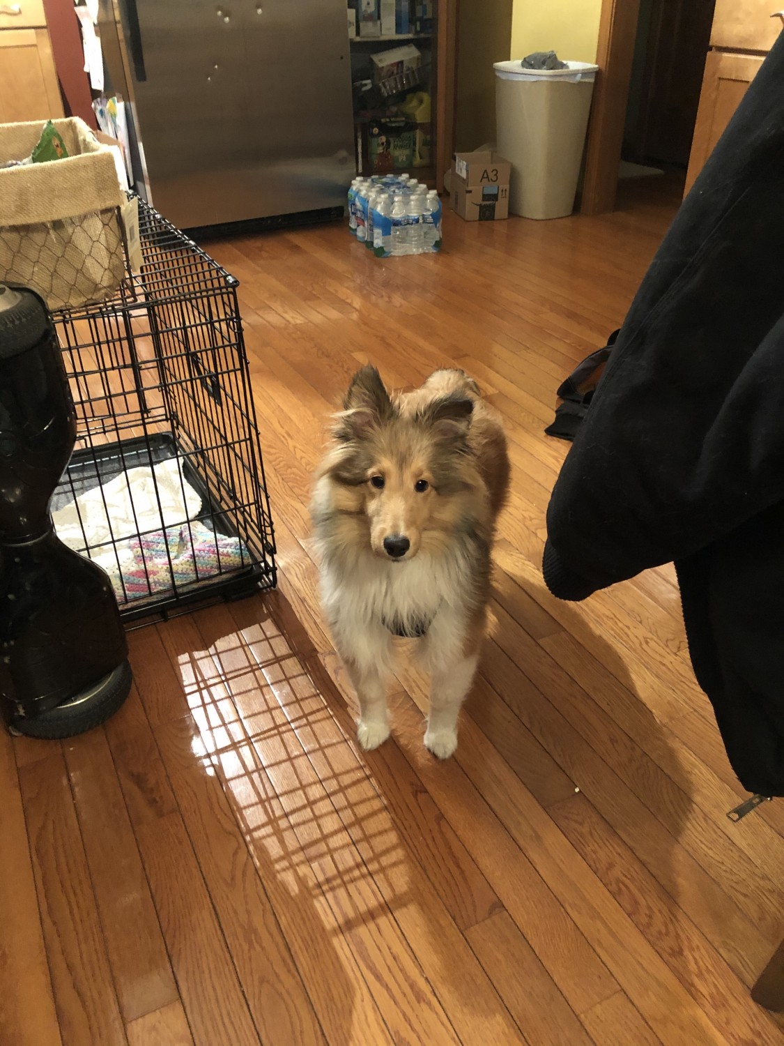 Shetland Sheepdog Puppies For Sale | Chesterton, IN #326439