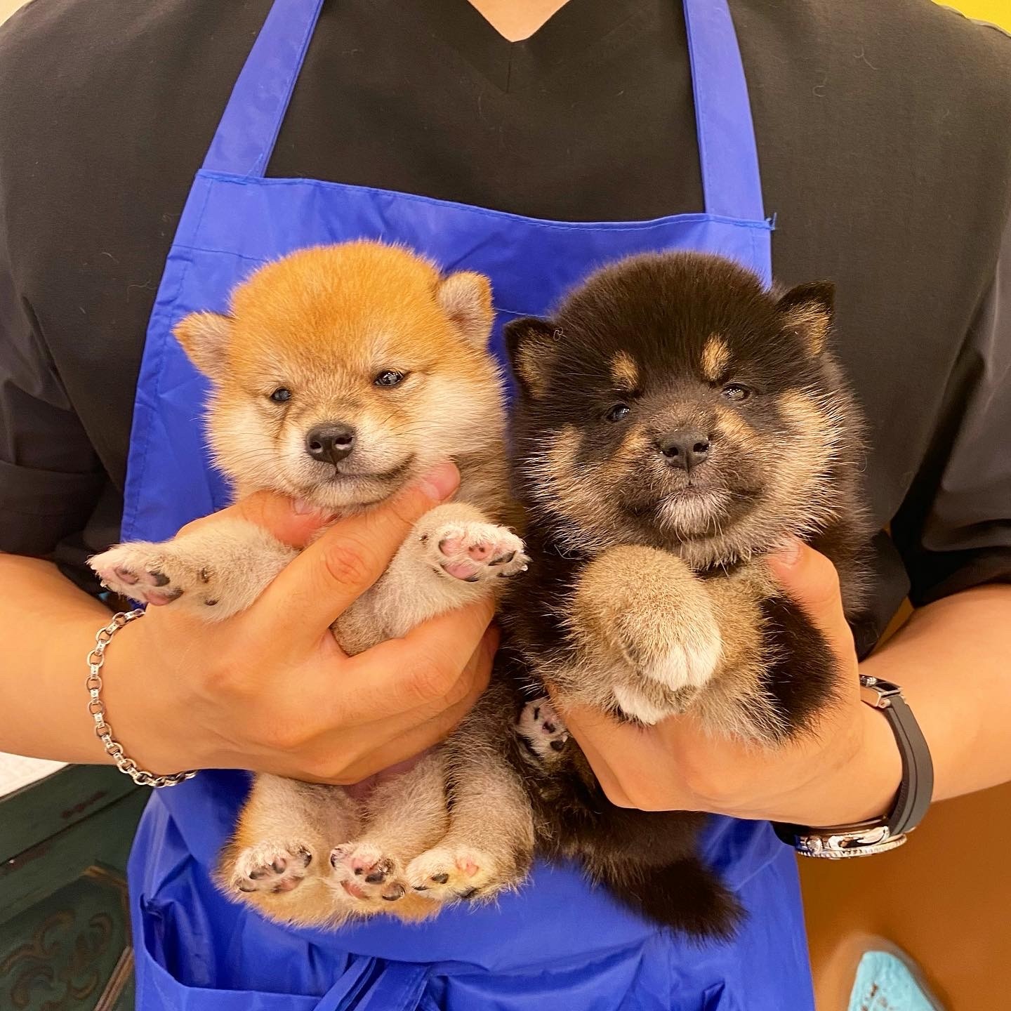 Shiba Inu Puppies For Sale Chino Hills, CA 364054