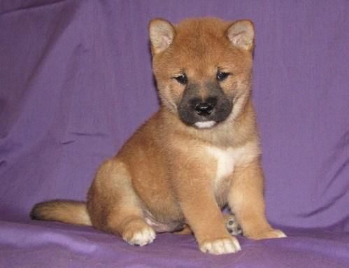 Shiba Inu Puppies For Sale Kansas City Mo 132623