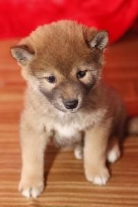 Shiba Inu Puppies For Sale Kansas City Mo 132645