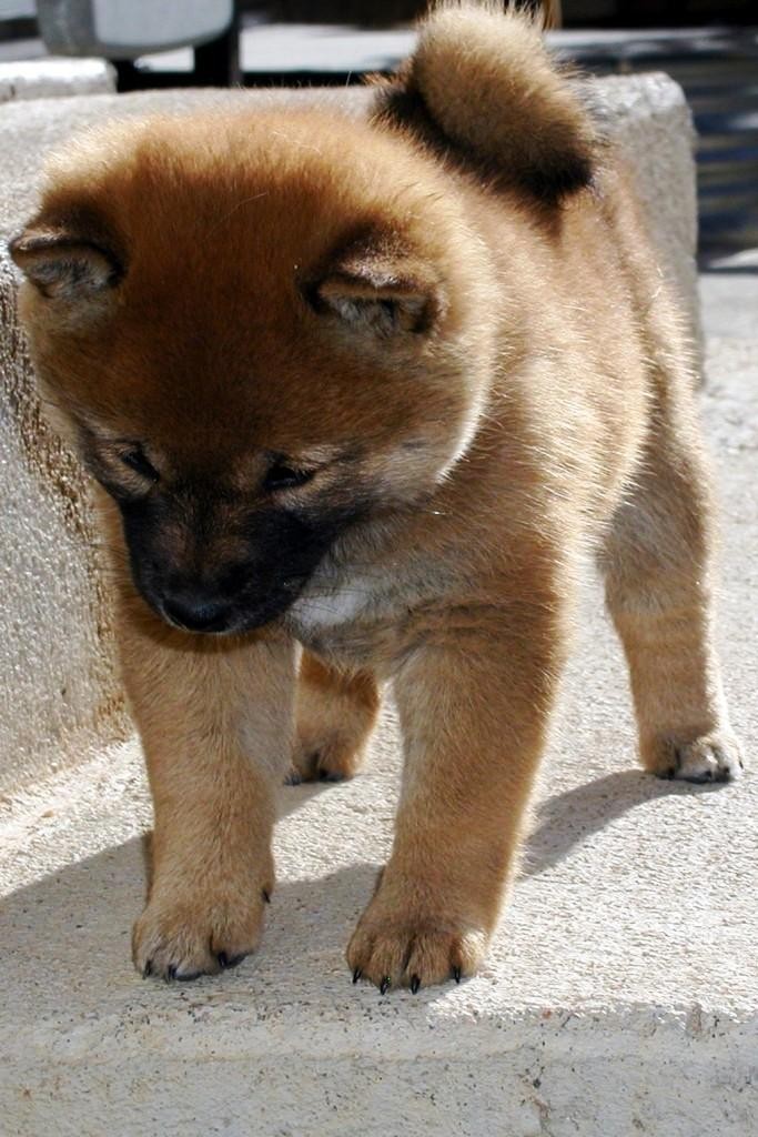 Shiba Inu Puppies For Sale Oklahoma City Ok 139594