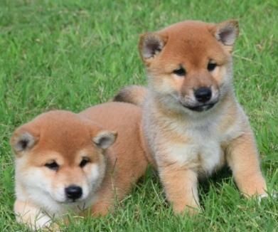 shiba eskimo puppies for sale