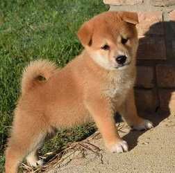 Shiba Inu Puppies For Sale Chicago Il 263015 Petzlover
