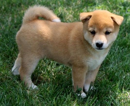 Shiba Inu Puppies For Sale Kansas City Ks 279943