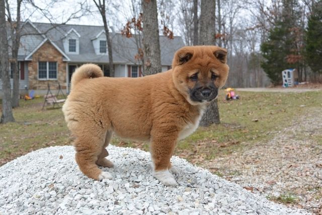 Shiba Inu Puppies For Sale Kansas City Mo 280945