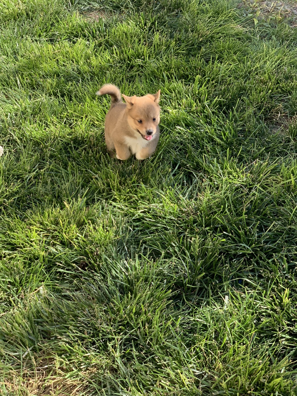 Shiba Inu Puppies For Sale McCook, NE 299619 Petzlover