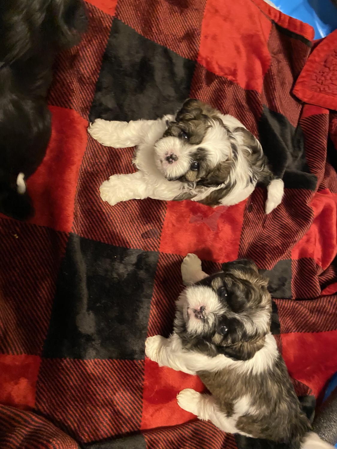 ShihPoo Puppies For Sale Elkton, VA 499199 Petzlover