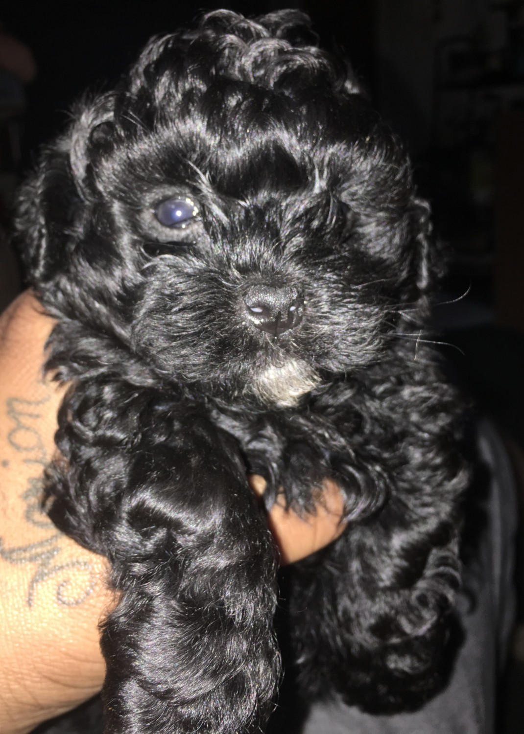 ShihPoo Puppies For Sale Richmond, VA 187684 Petzlover