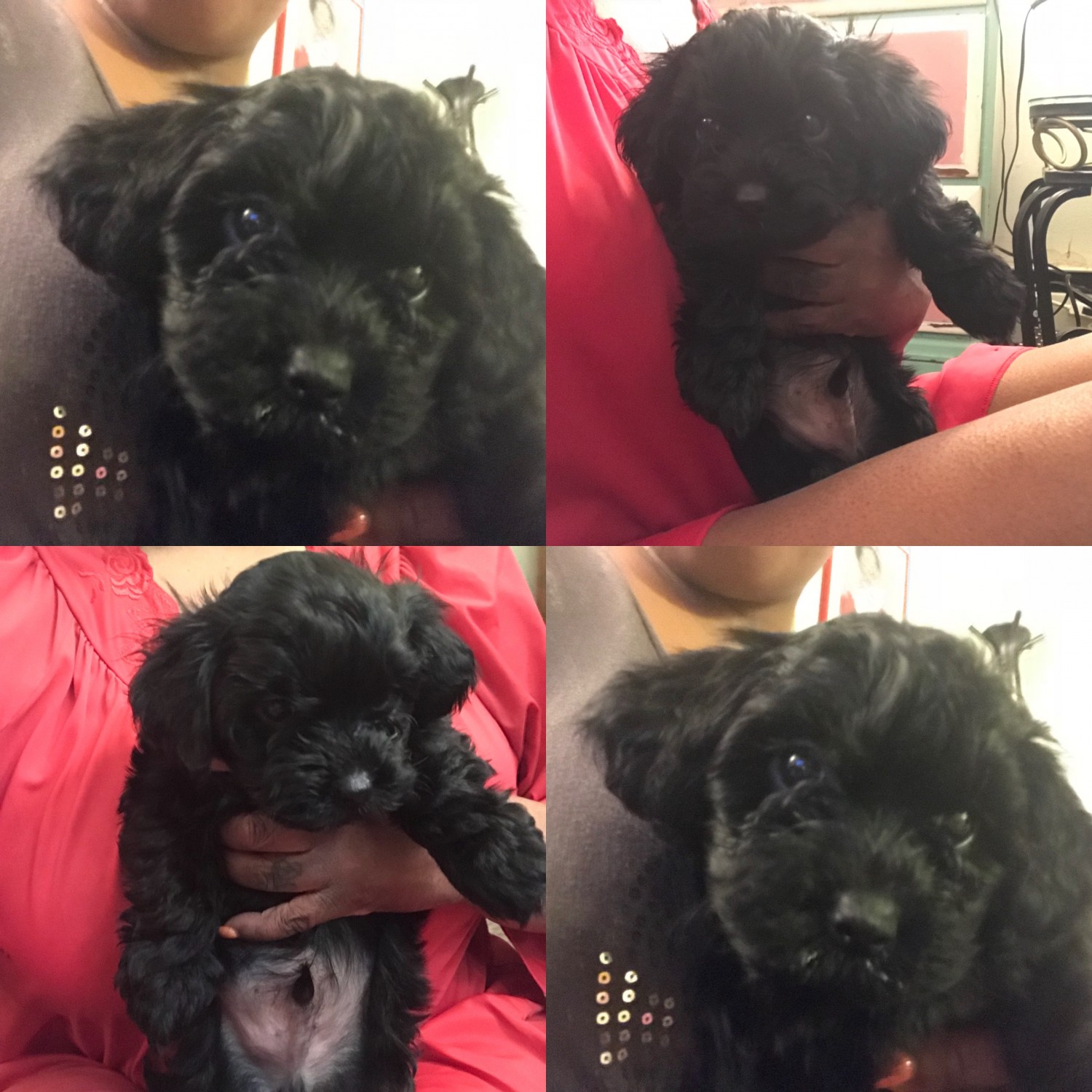 Shih Poo Puppies For Sale Long  Island  NY  218788