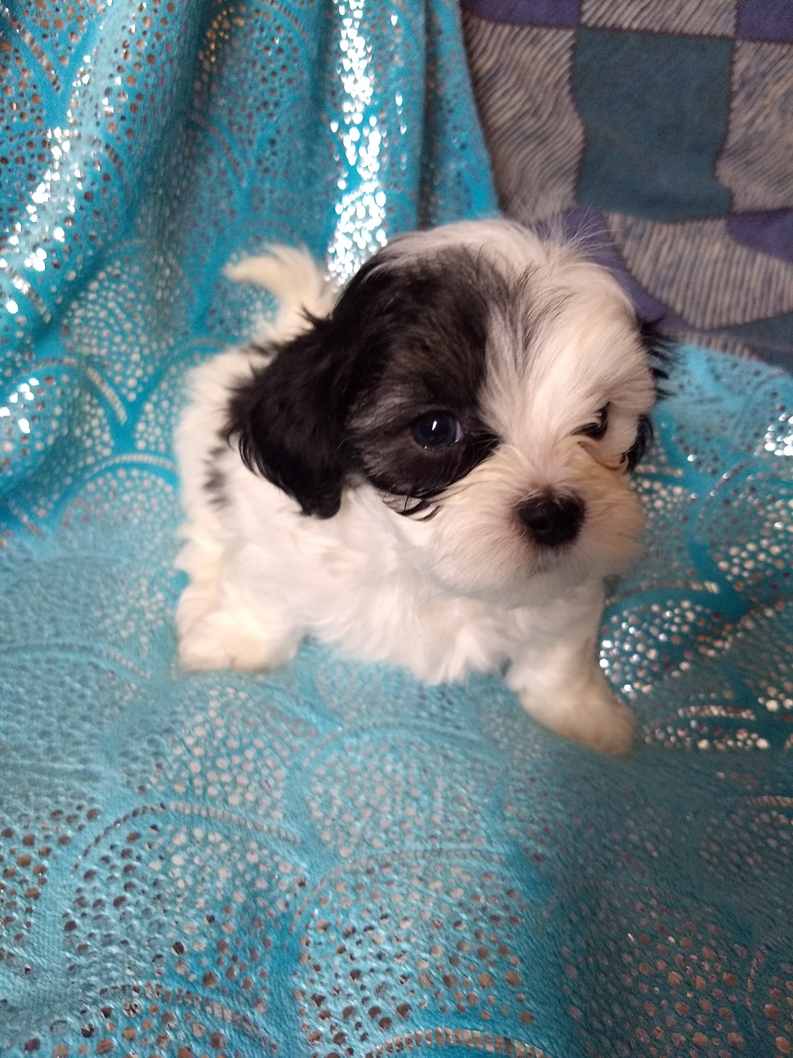 ShihPoo Puppies For Sale Millington, MI 269183