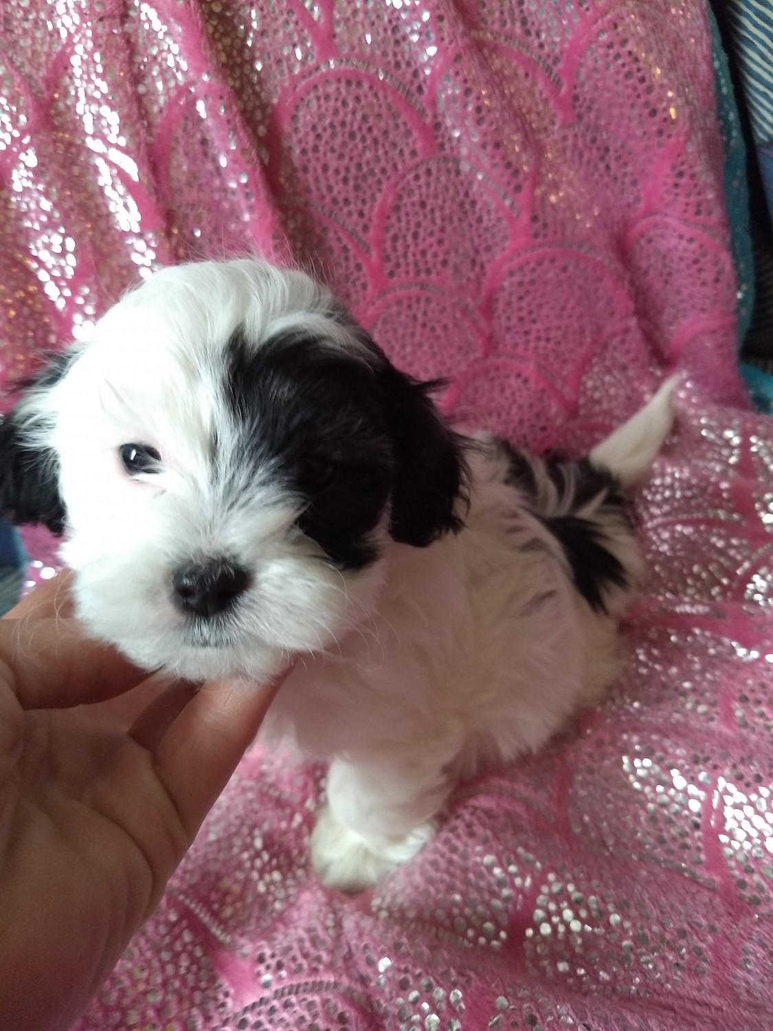 ShihPoo Puppies For Sale Millington, MI 269183