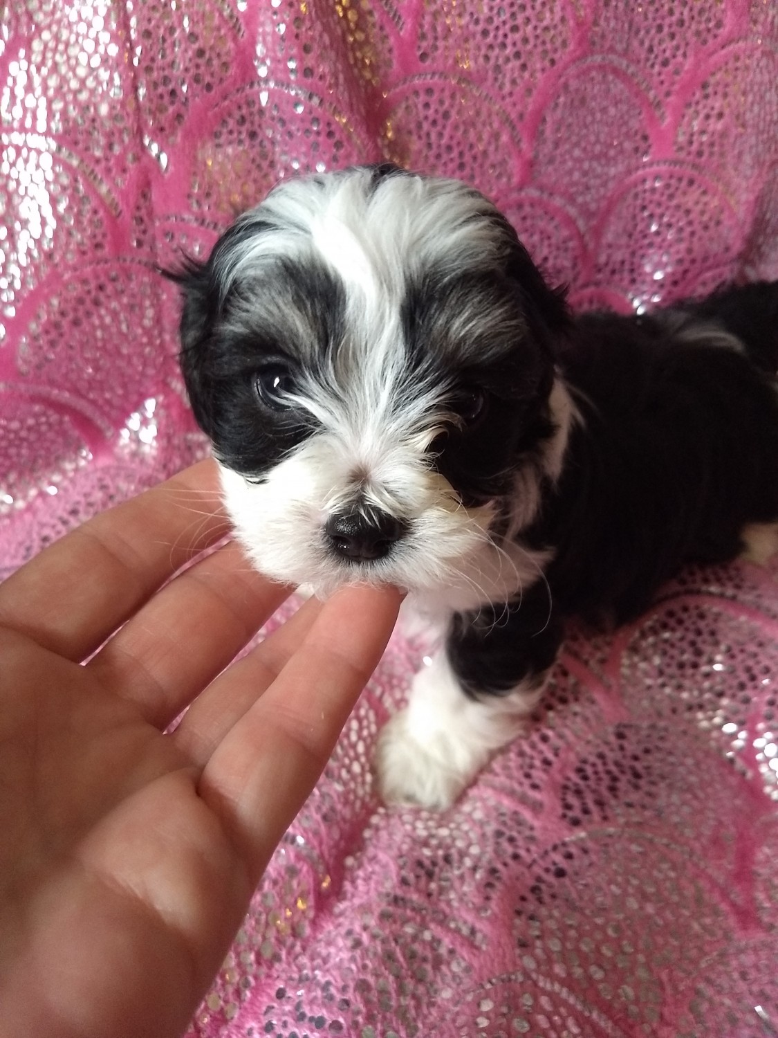 ShihPoo Puppies For Sale Millington, MI 269183