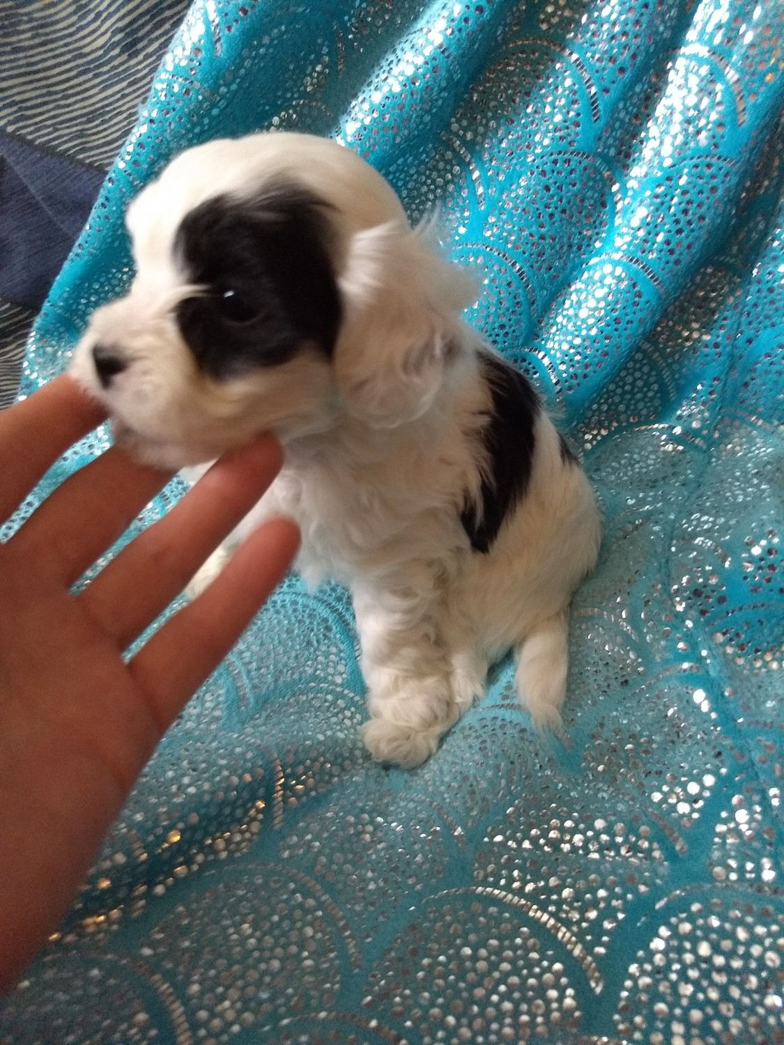 ShihPoo Puppies For Sale Millington, MI 269183
