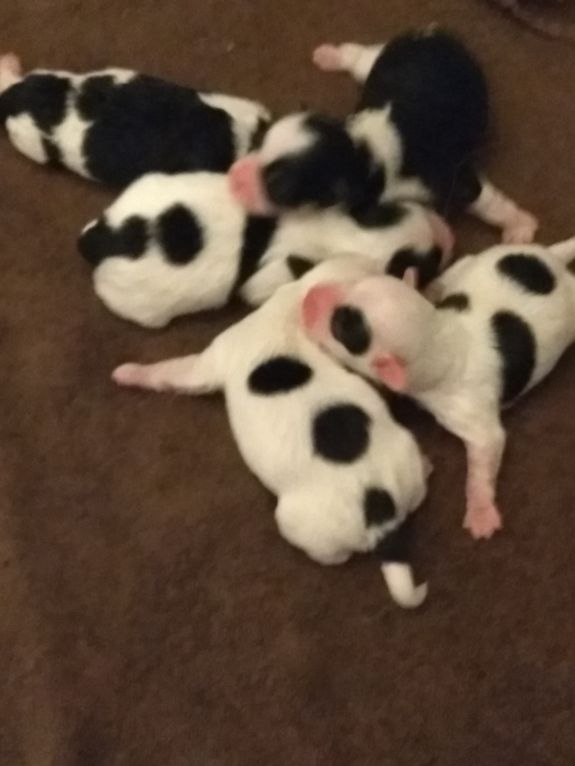 ShihPoo Puppies For Sale Millington, MI 269183