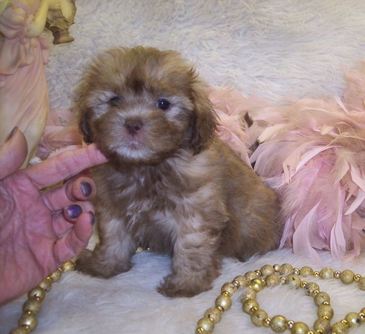 ShihPoo Puppies For Sale Jackson, MS 272144 Petzlover
