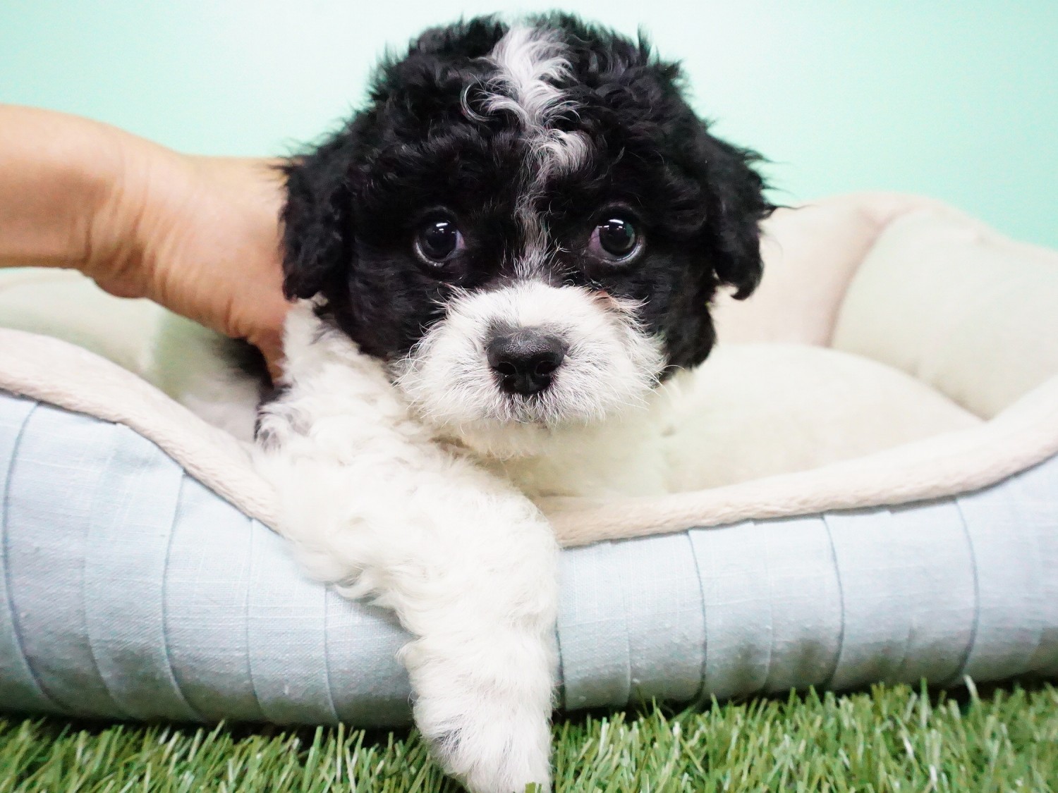 ShihPoo Puppies For Sale Orange County, CA 287955