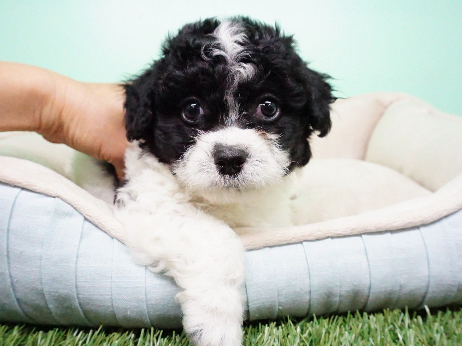 The shih poo has a round head with floppy ears and brown button eyes.if you...