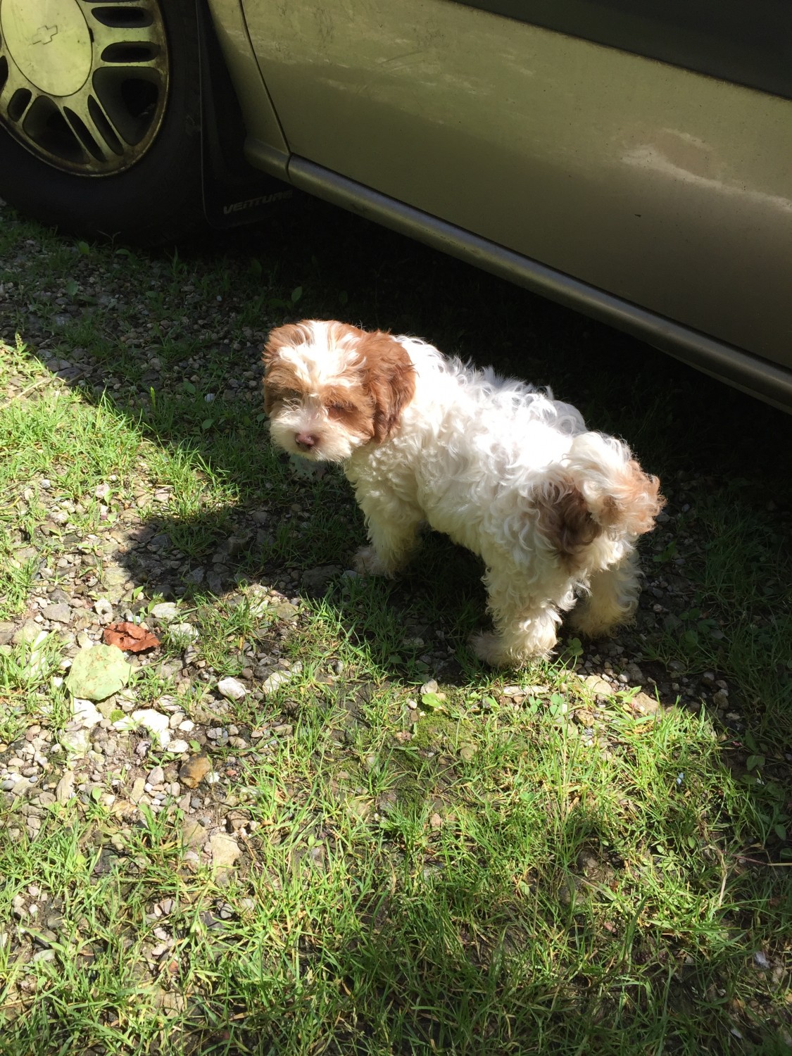 ShihPoo Puppies For Sale Pomeroy, OH 298070 Petzlover