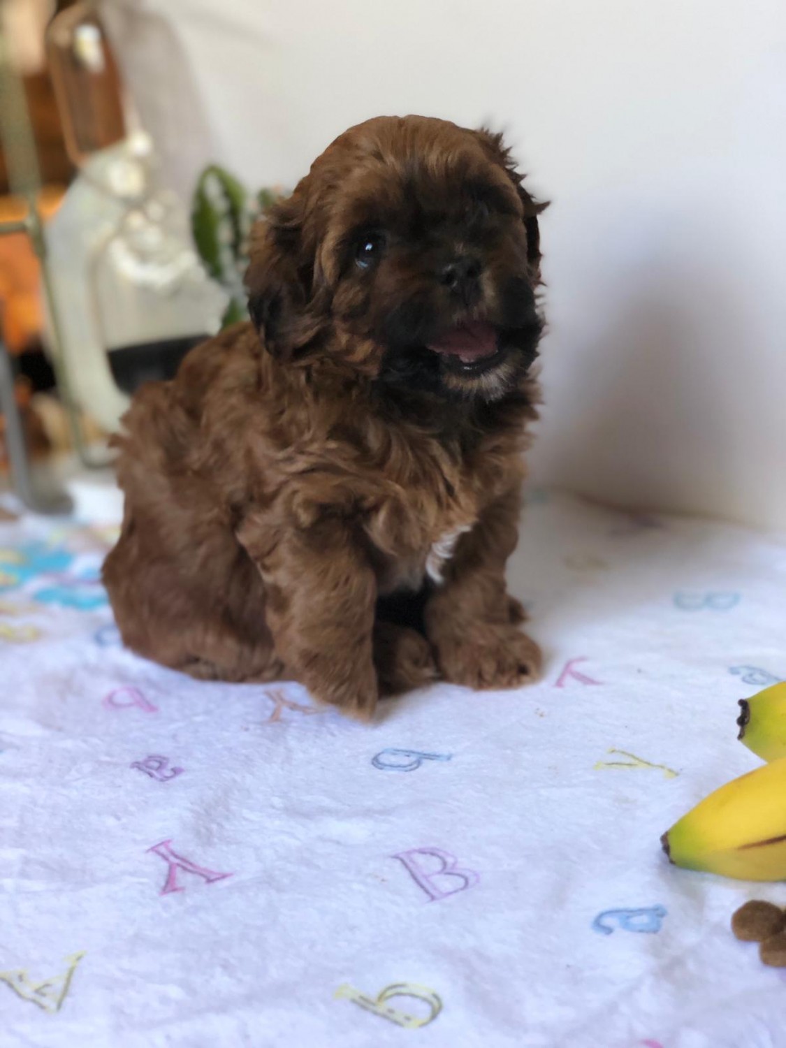 Shih-Poo Puppies For Sale | Selden, NY #307617 | Petzlover