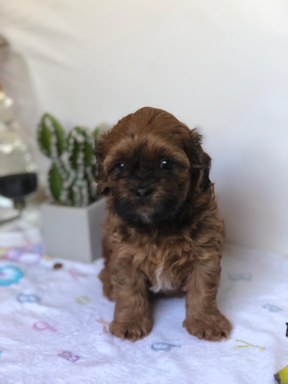 Shih Poo Puppies For Sale Selden NY 307613 Petzlover.