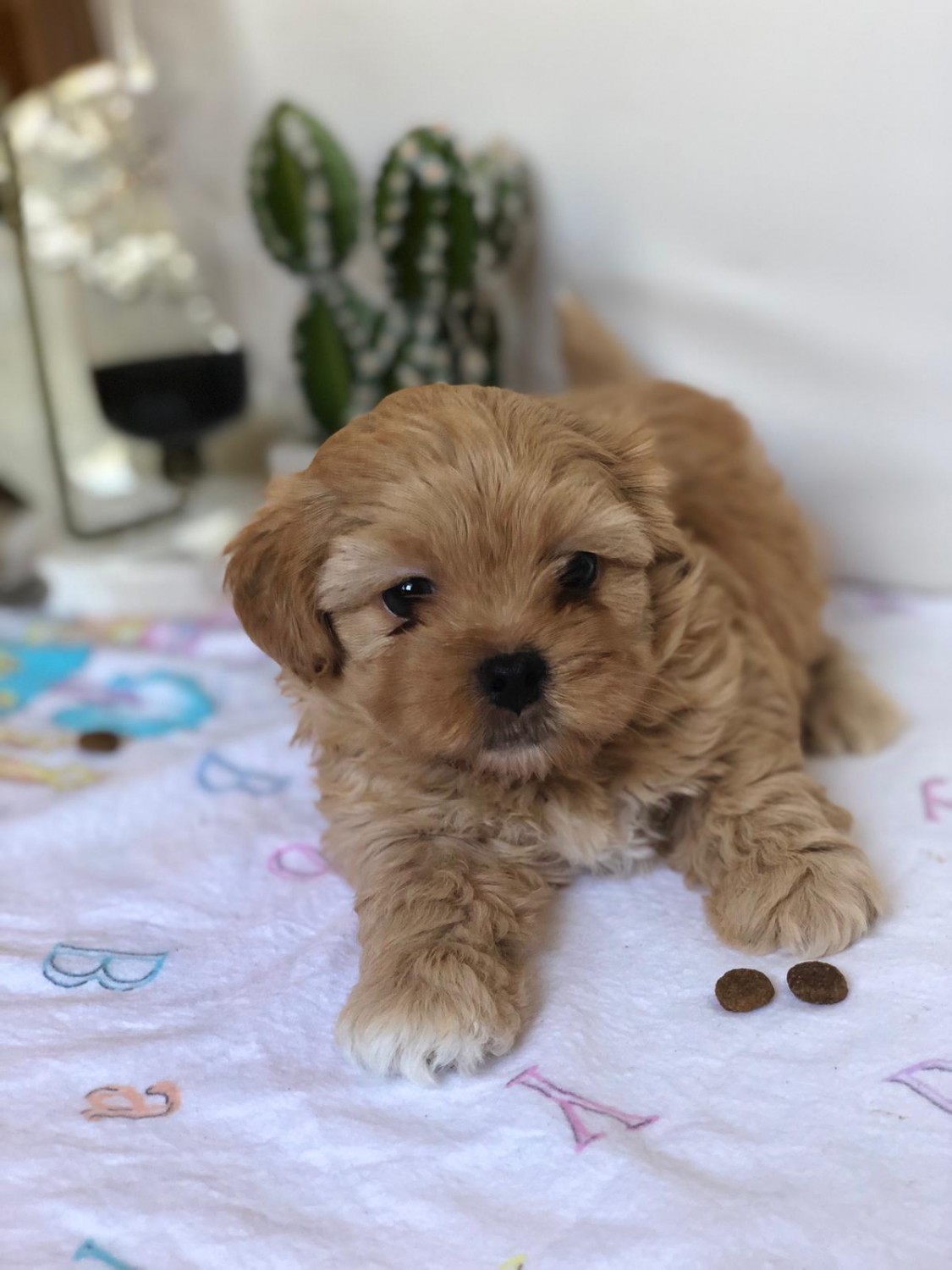 ShihPoo Puppies For Sale Selden, NY 307613 Petzlover